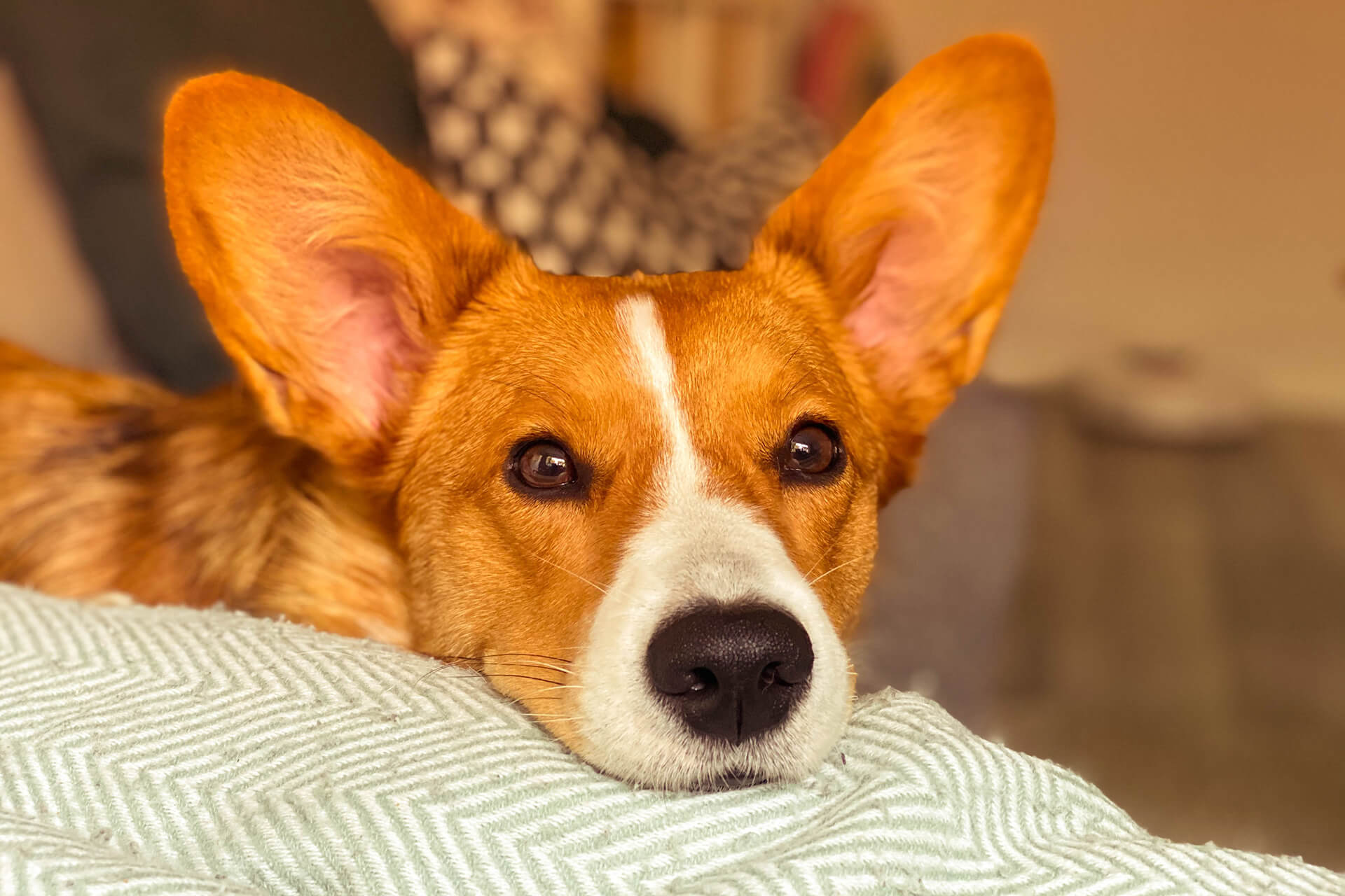 Pet Grooming That Your Pet Loves